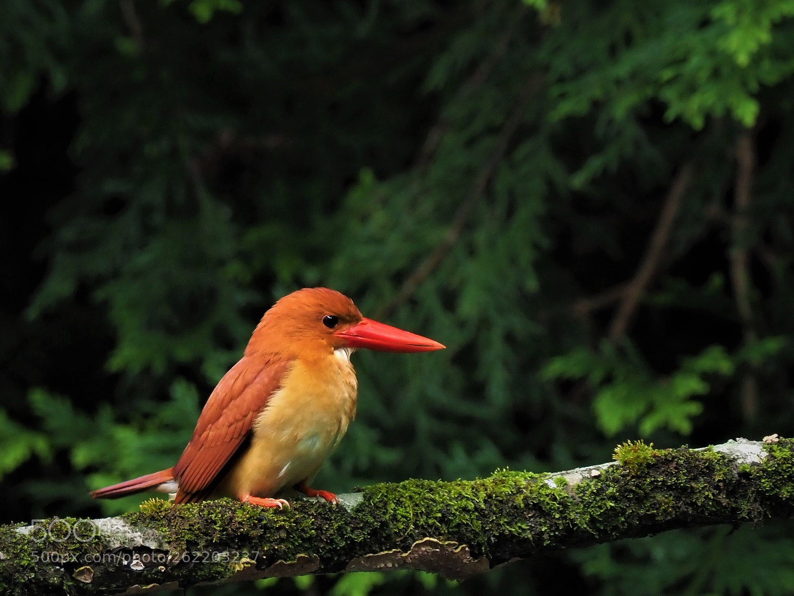 Olympus OM-D E-M1 Mark II sample photo. Ruddy kingfisher photography