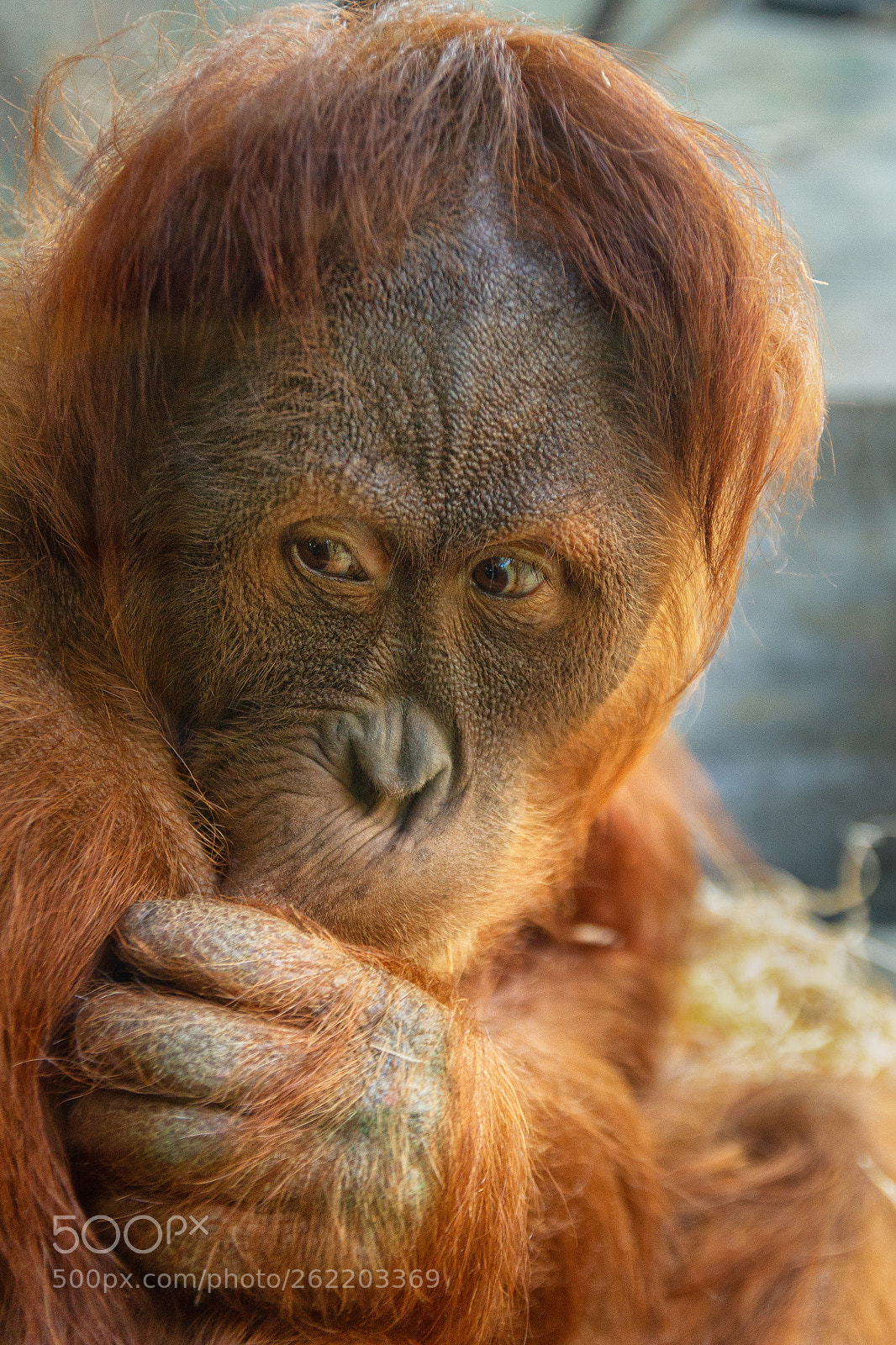 Canon EOS 7D sample photo. Orangutan photography