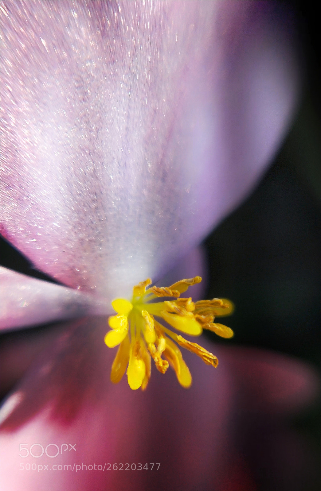 OPPO CPH1707 sample photo. Sunshine photography