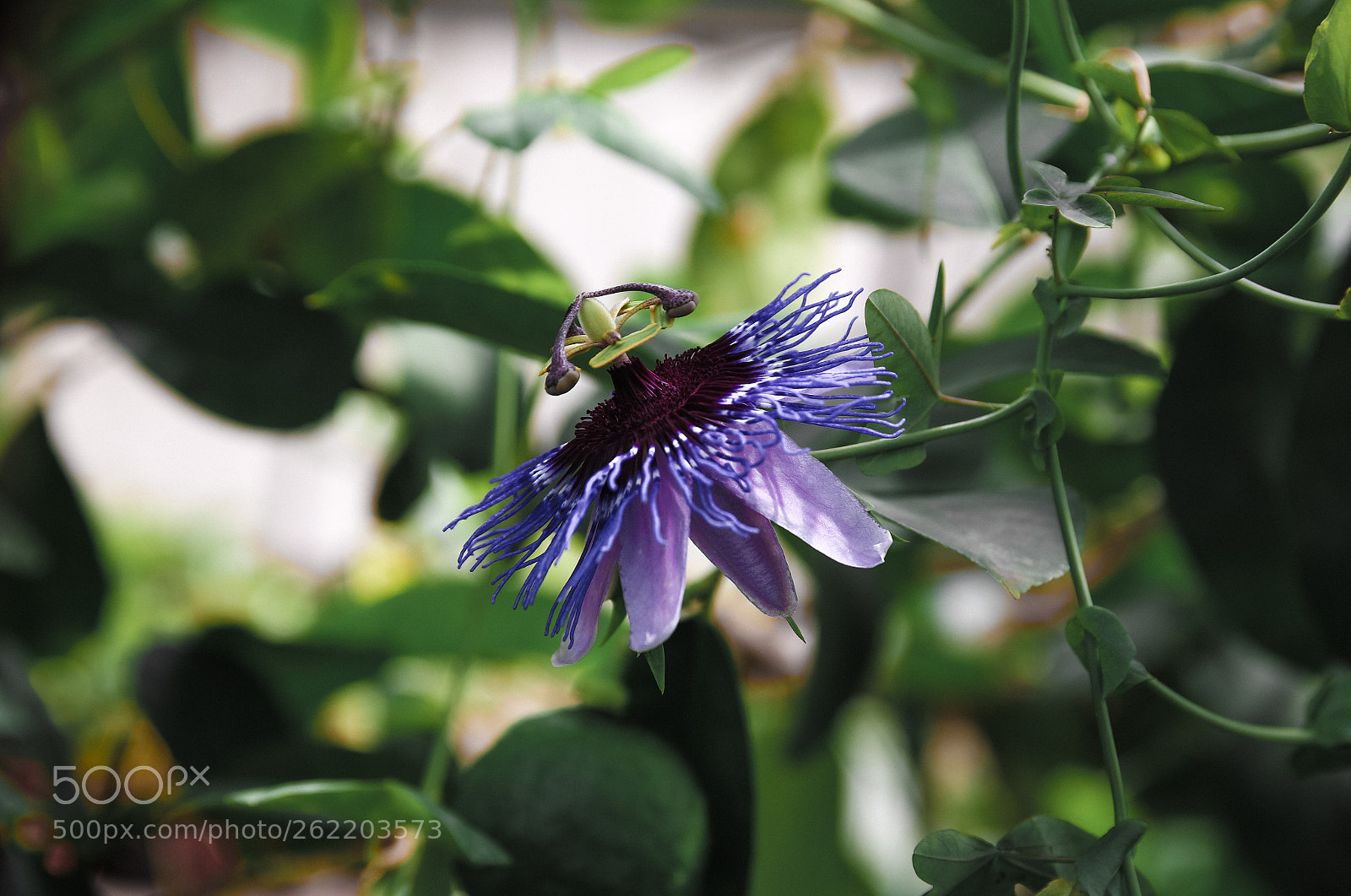 Canon EOS 6D sample photo. Creation of nature photography
