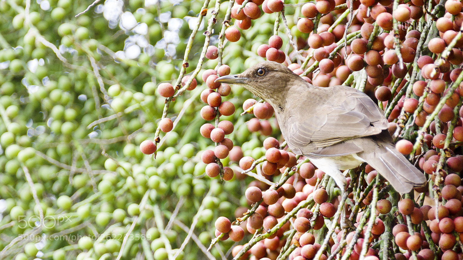 Pentax K-1 sample photo. Verde y rojo photography