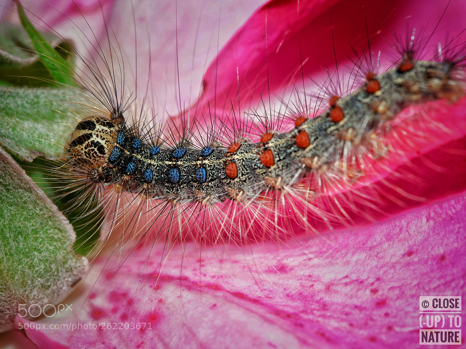 Samsung NX500 sample photo. Lymantria dispar (3) photography