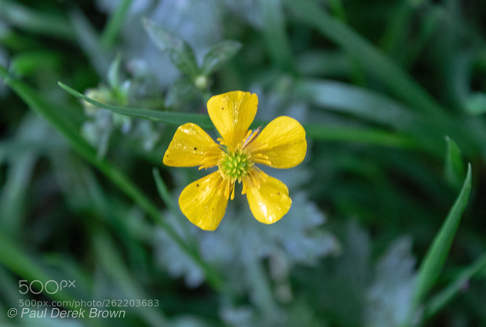 Canon EOS 1300D (EOS Rebel T6 / EOS Kiss X80) sample photo. Pretty yellow flower  photography