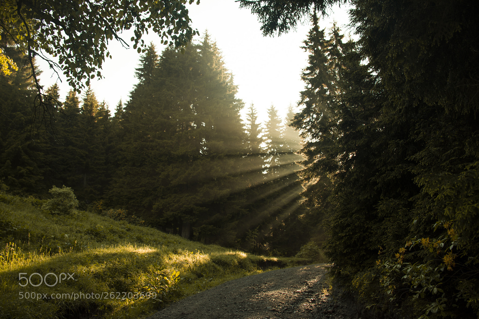 Nikon D7200 sample photo. Magical forest photography