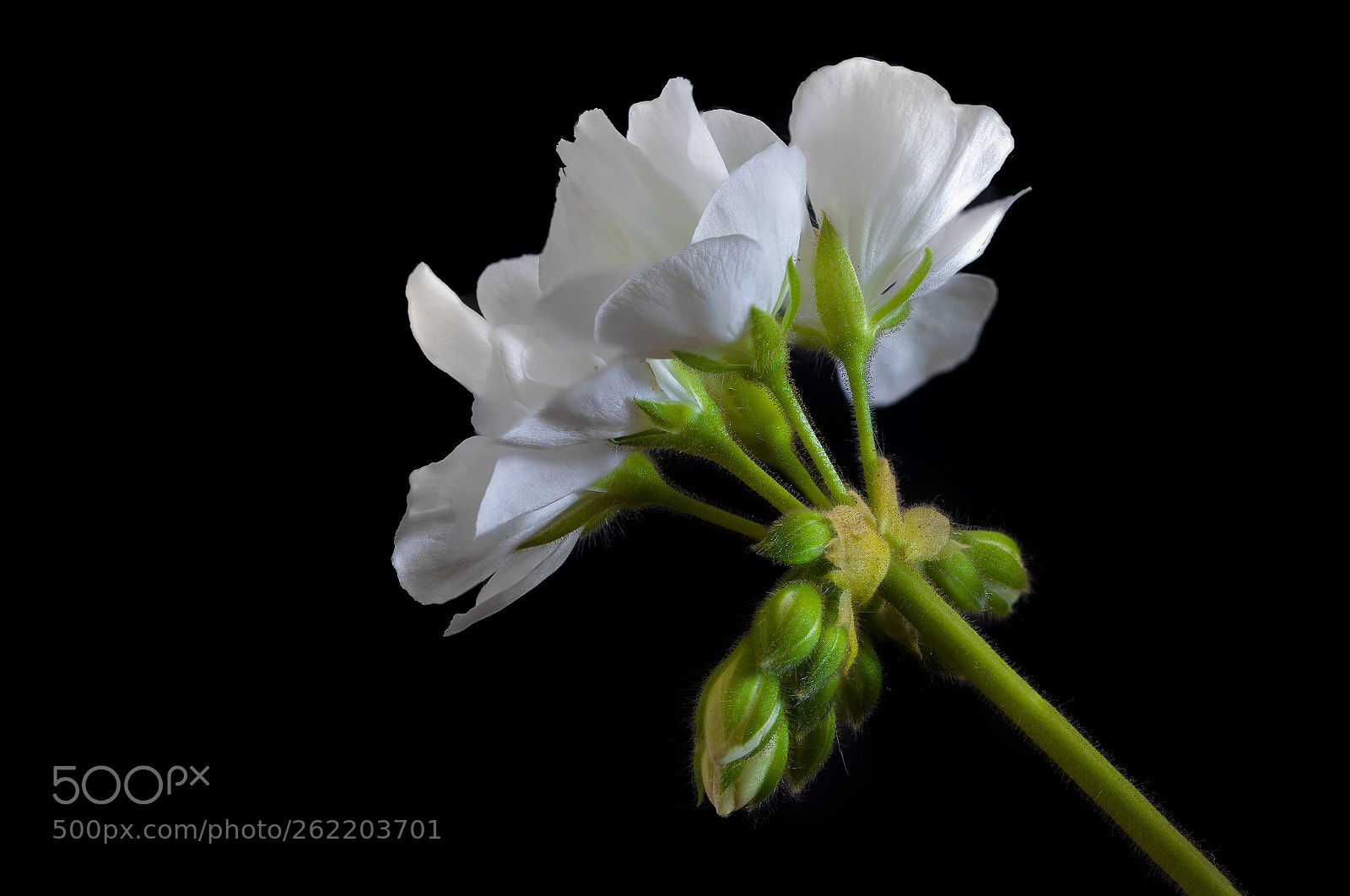 Canon EOS 6D sample photo. The bloom photography