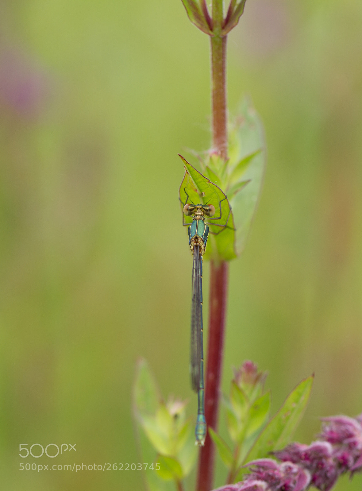 Canon EOS 7D sample photo. Pantserjuffer photography