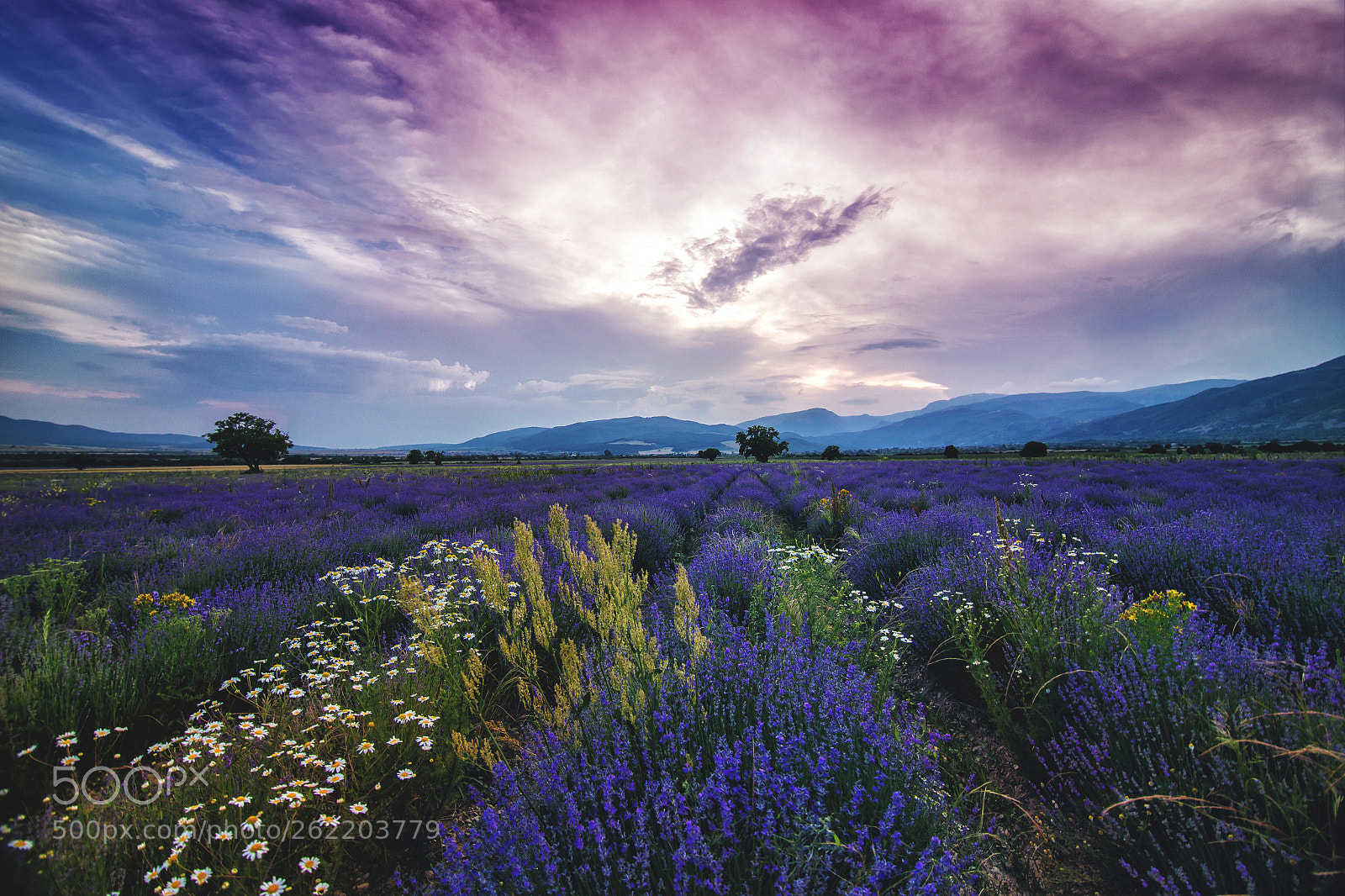 Canon EOS 6D sample photo. Lavander photography