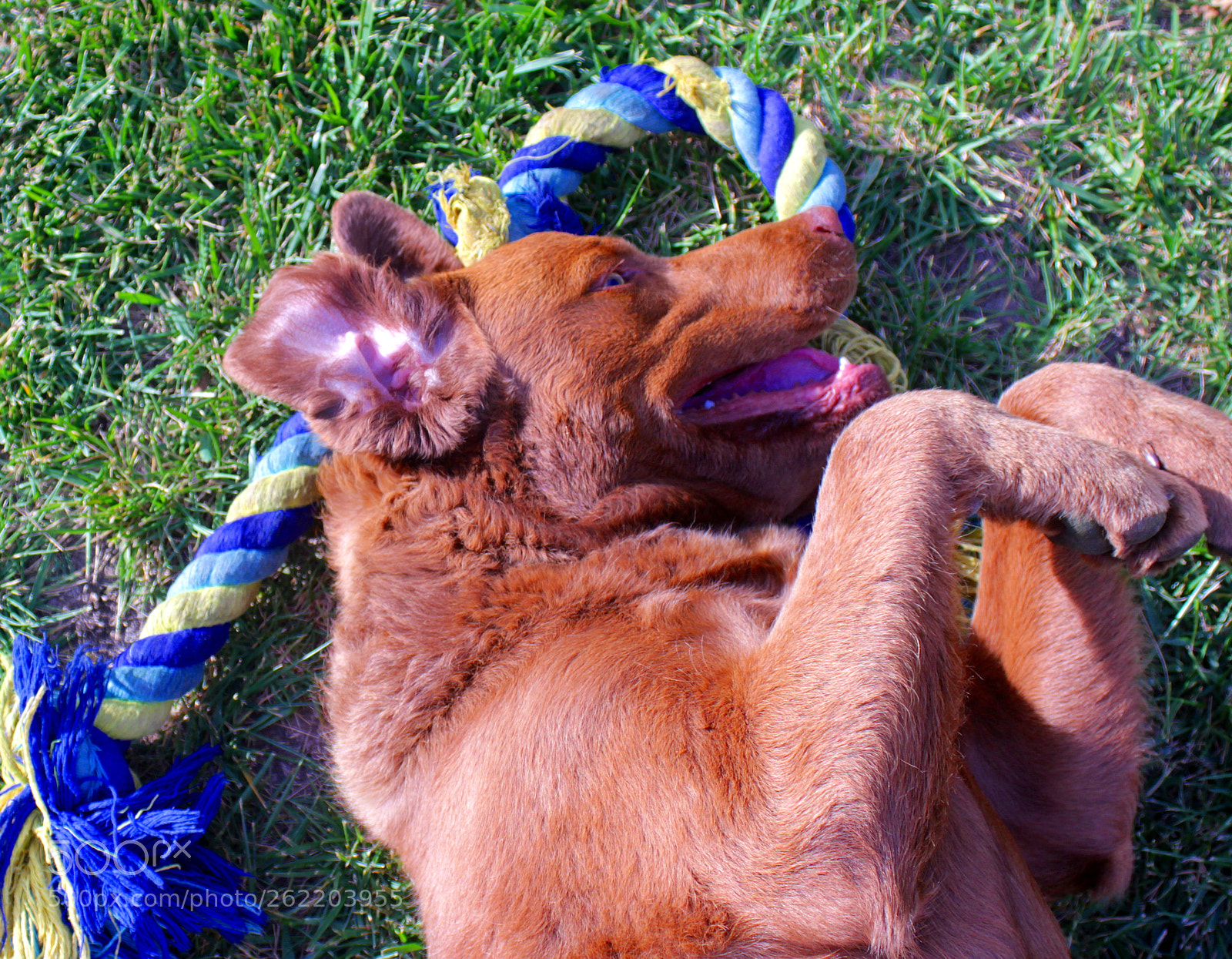 Canon EF 28-90mm f/4-5.6 sample photo. Happy puppy photography