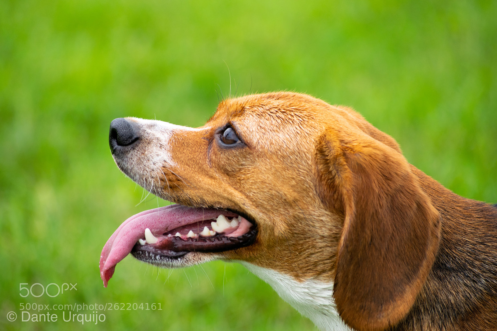 Nikon D3300 sample photo. Happy dog photography