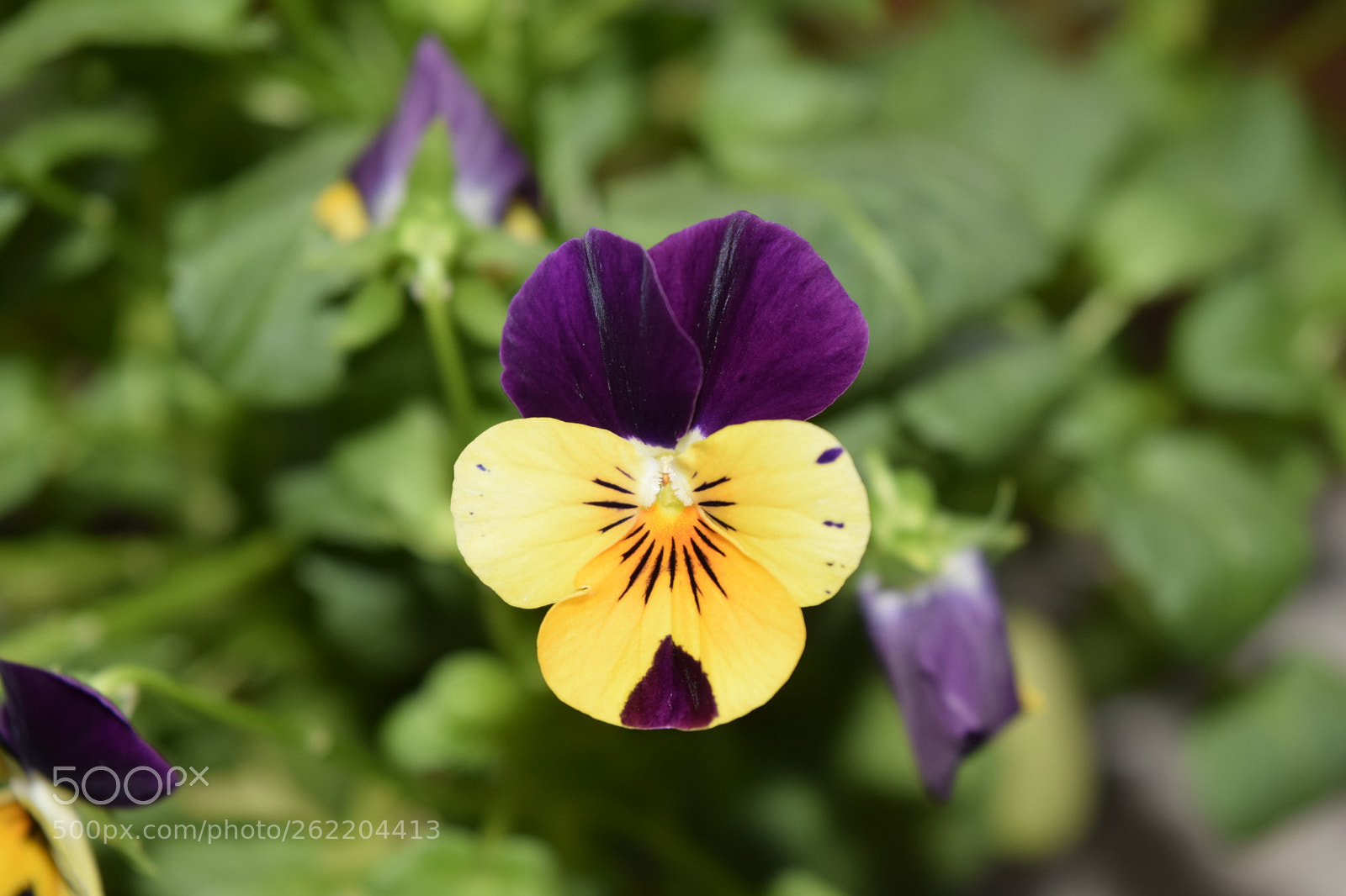 Nikon D3300 sample photo. Untitled photography