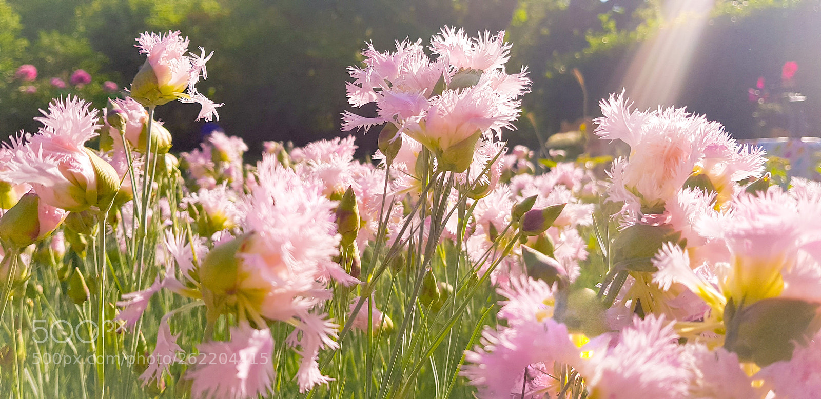 Samsung Galaxy S8+ sample photo. Pink summer photography