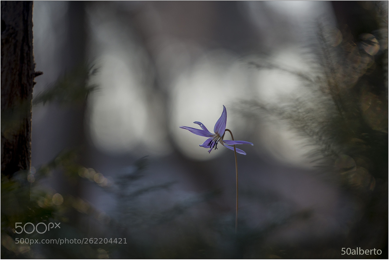 Nikon D610 sample photo. Erythronium dens - canis photography