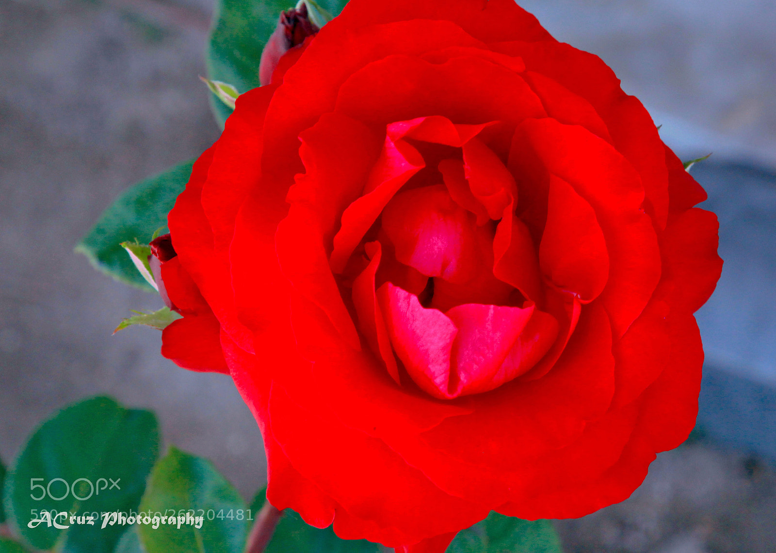 Canon EOS 5D Mark II sample photo. Red rose photography