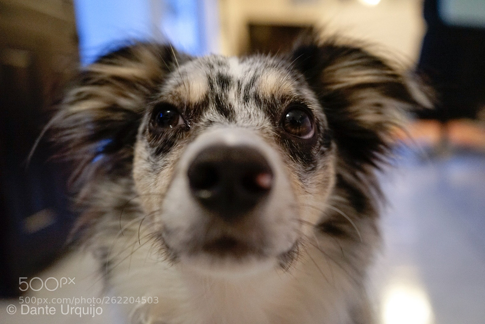 Sony a7 sample photo. Those eyes photography