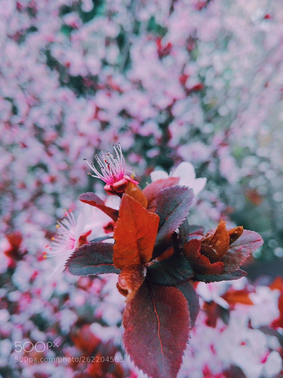 HUAWEI Y6II sample photo. Untitled photography
