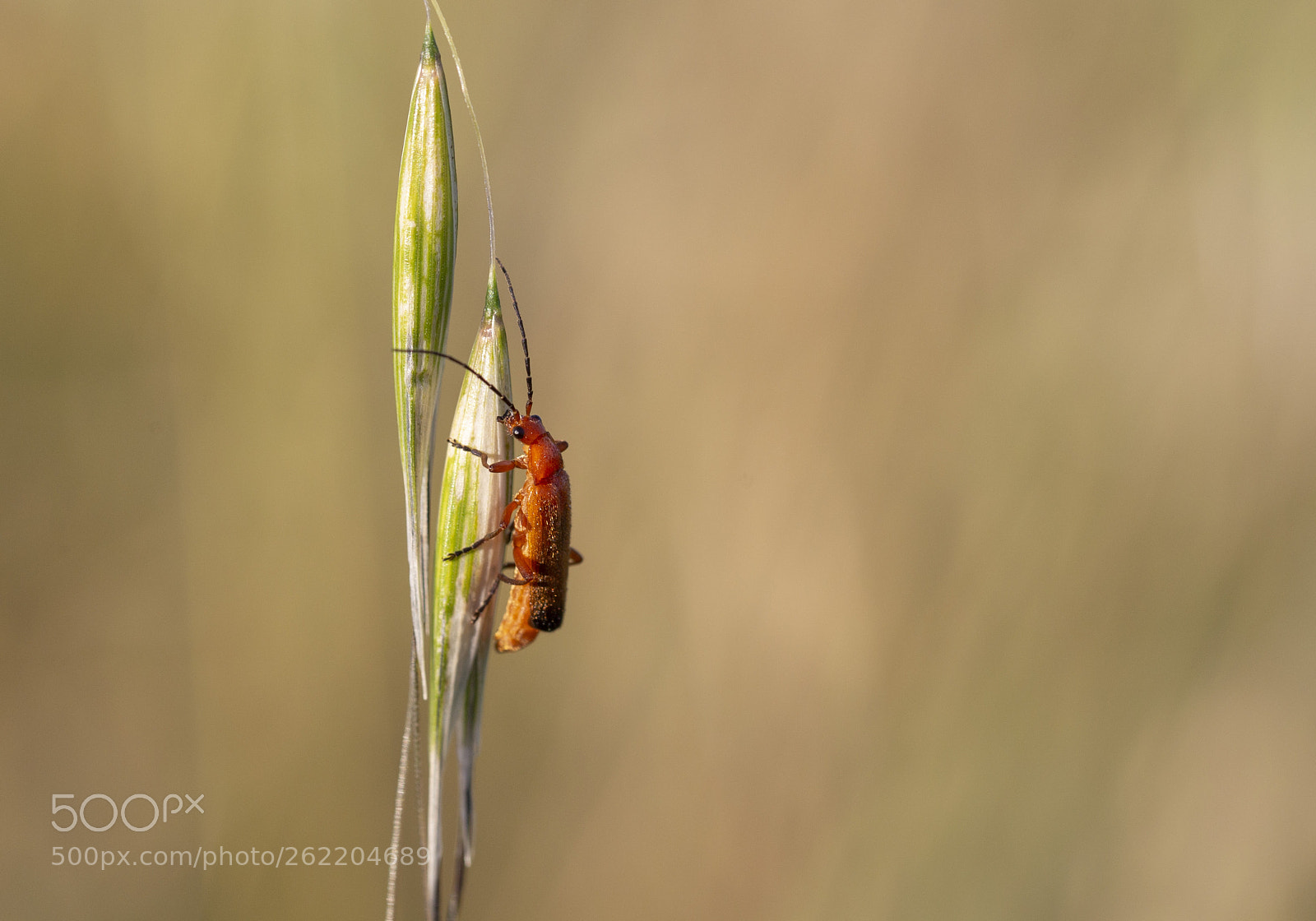 Canon EOS 6D sample photo. The bug photography