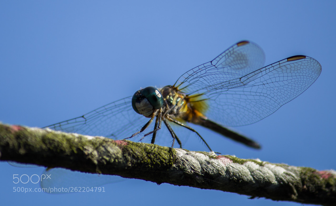 Canon EOS 1200D (EOS Rebel T5 / EOS Kiss X70 / EOS Hi) sample photo. Blissful damselfly photography