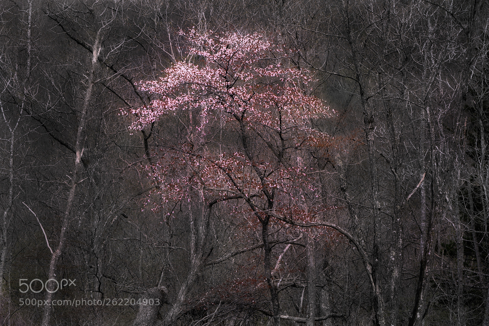 Sony a7R III sample photo. Color photography