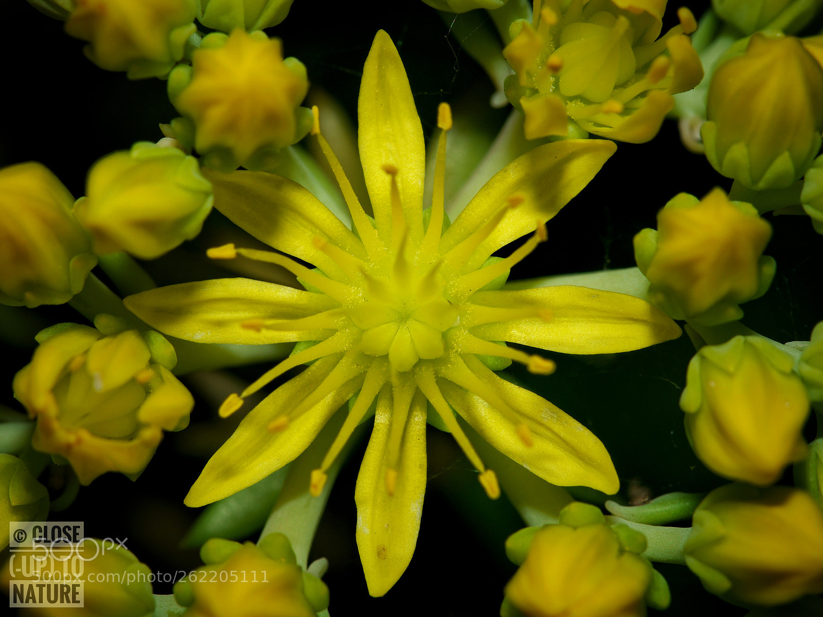 Samsung NX500 sample photo. Sedum rupestre photography