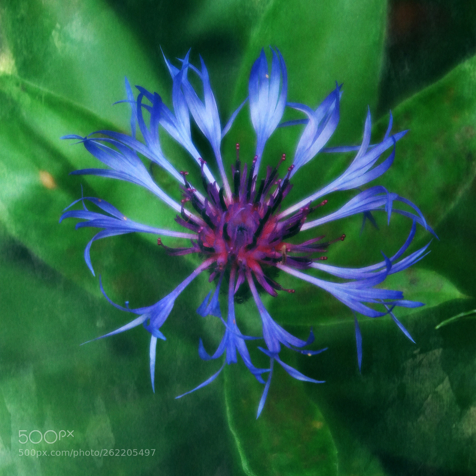 Canon PowerShot G1 X Mark II sample photo. June bloom photography