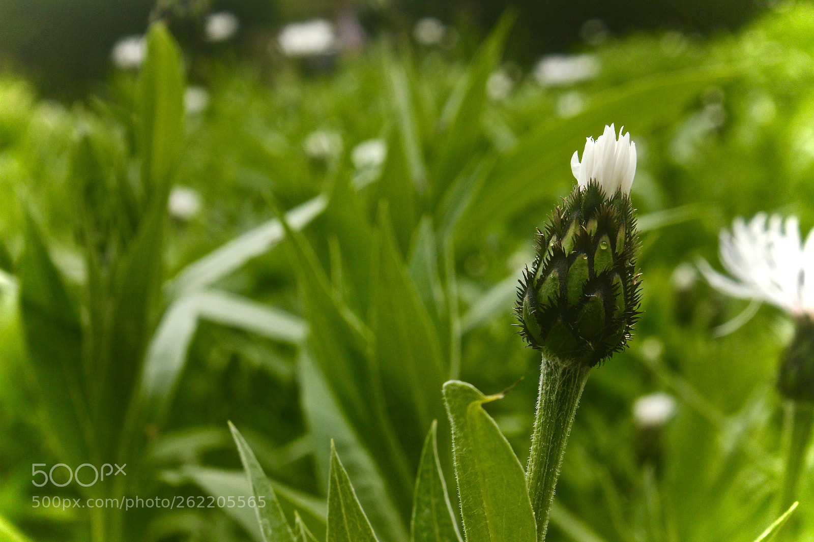 Canon EOS 550D (EOS Rebel T2i / EOS Kiss X4) sample photo. Come alive photography