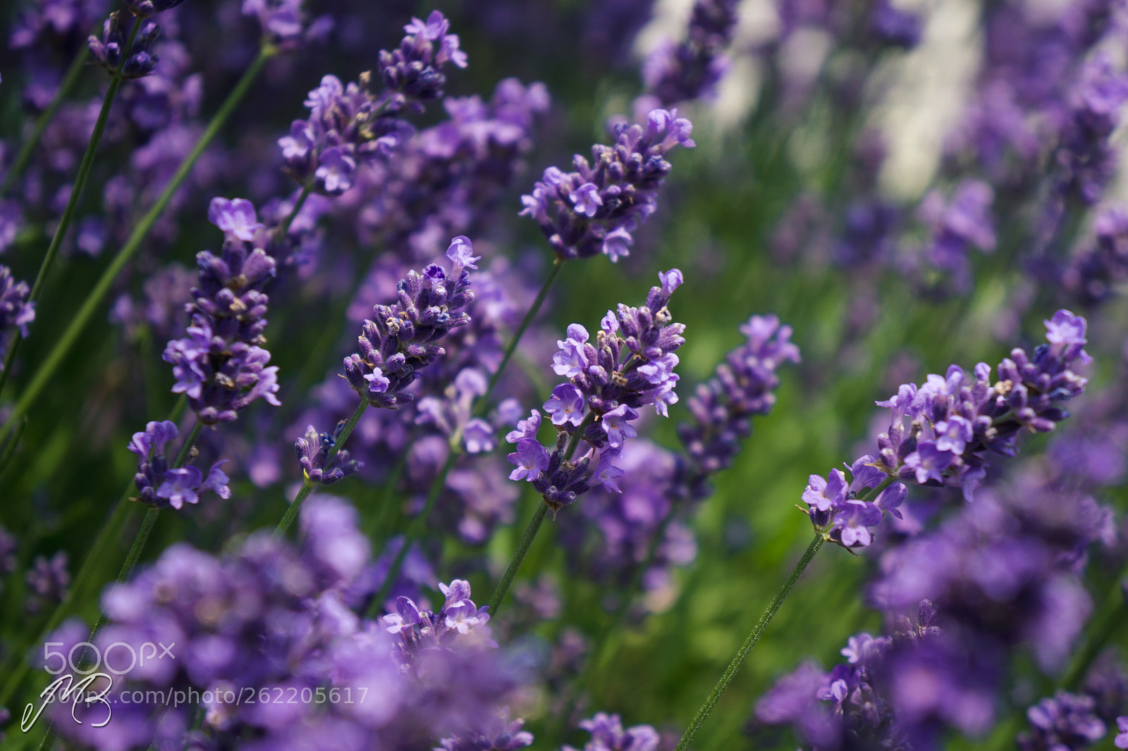 Sony a5100 sample photo. Lavender and roses photography