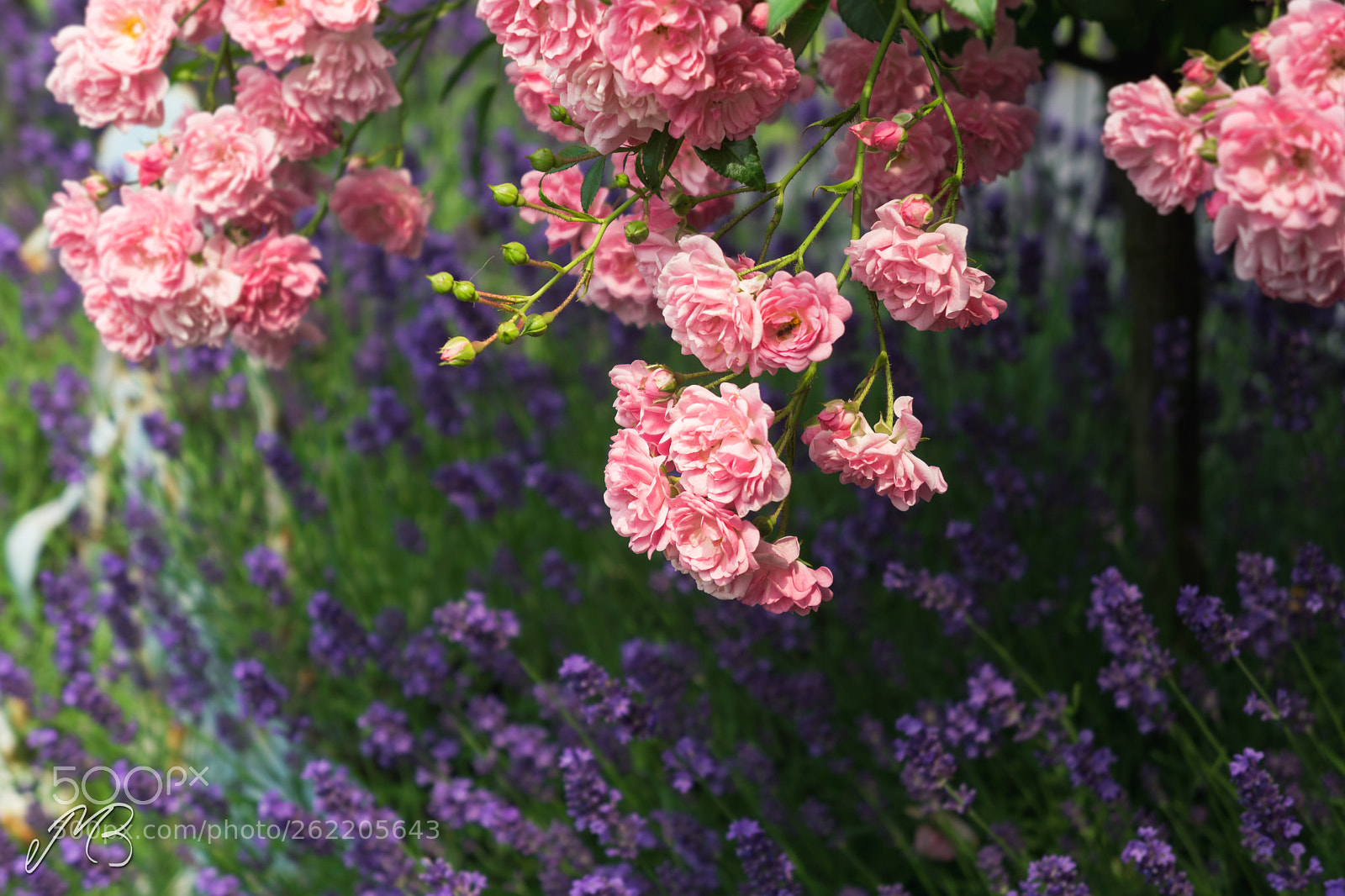 Sony a5100 sample photo. Lavender and roses photography