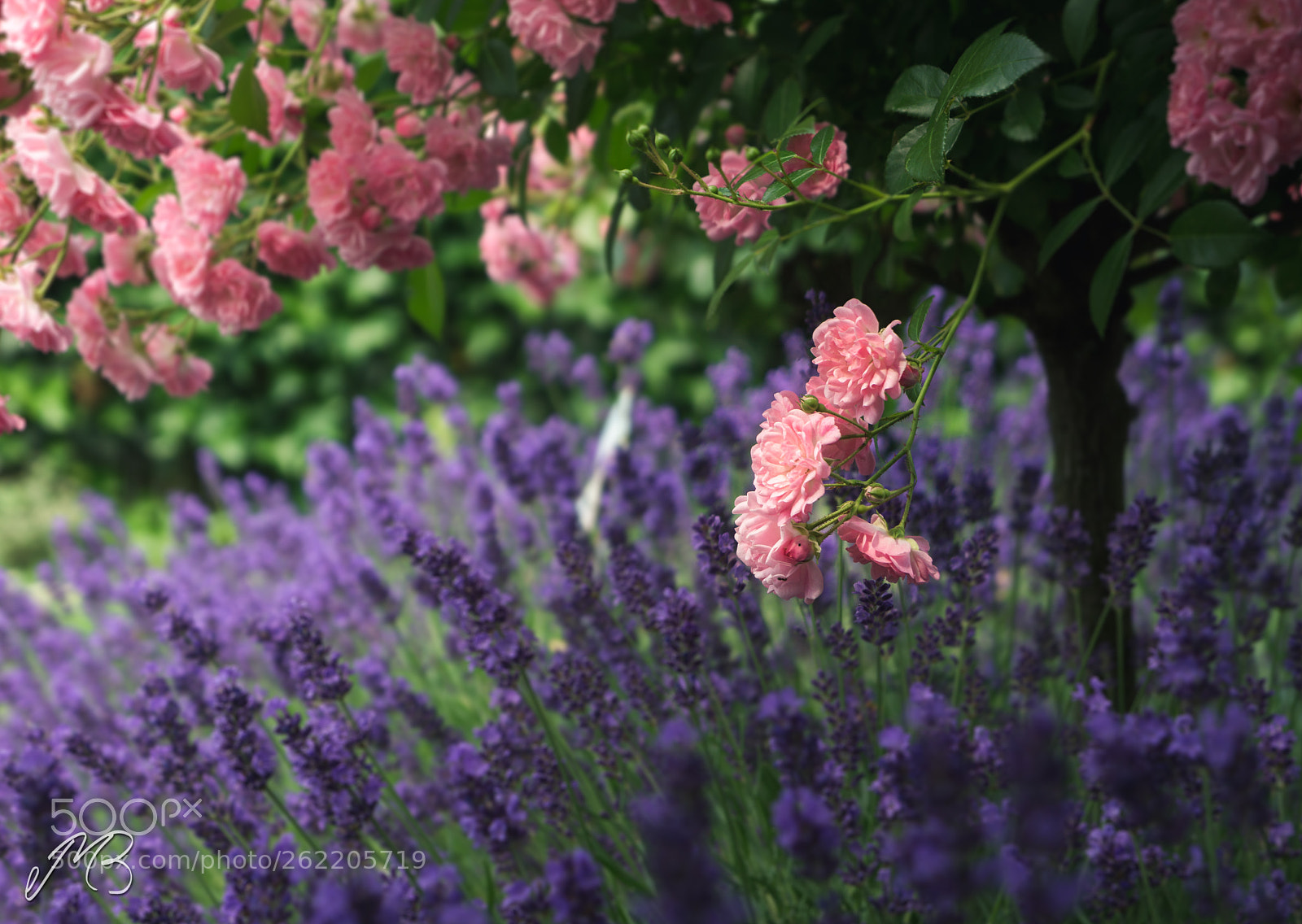 Sony a5100 sample photo. Lavender and roses photography
