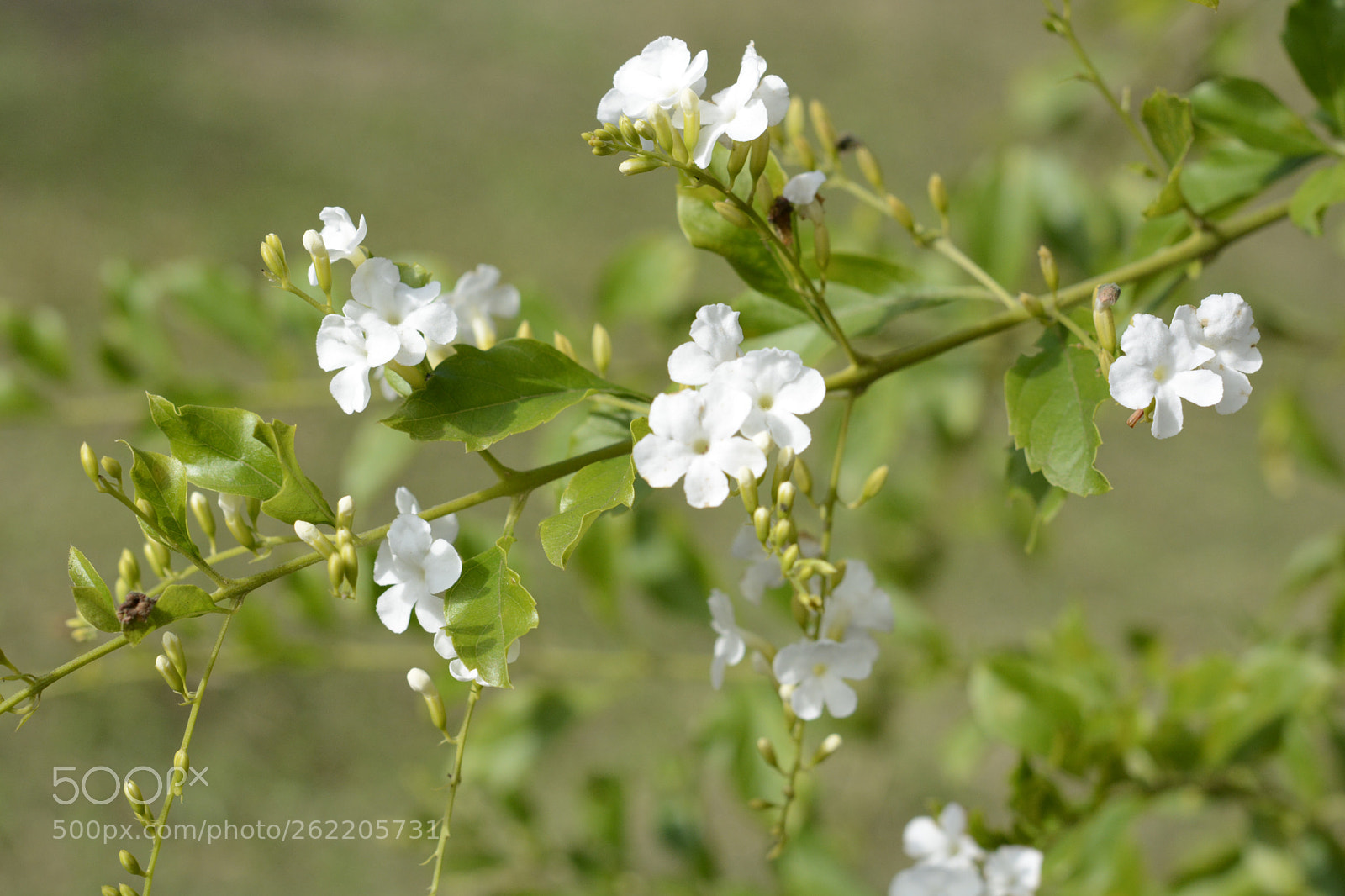 Nikon D7100 sample photo. Untitled photography