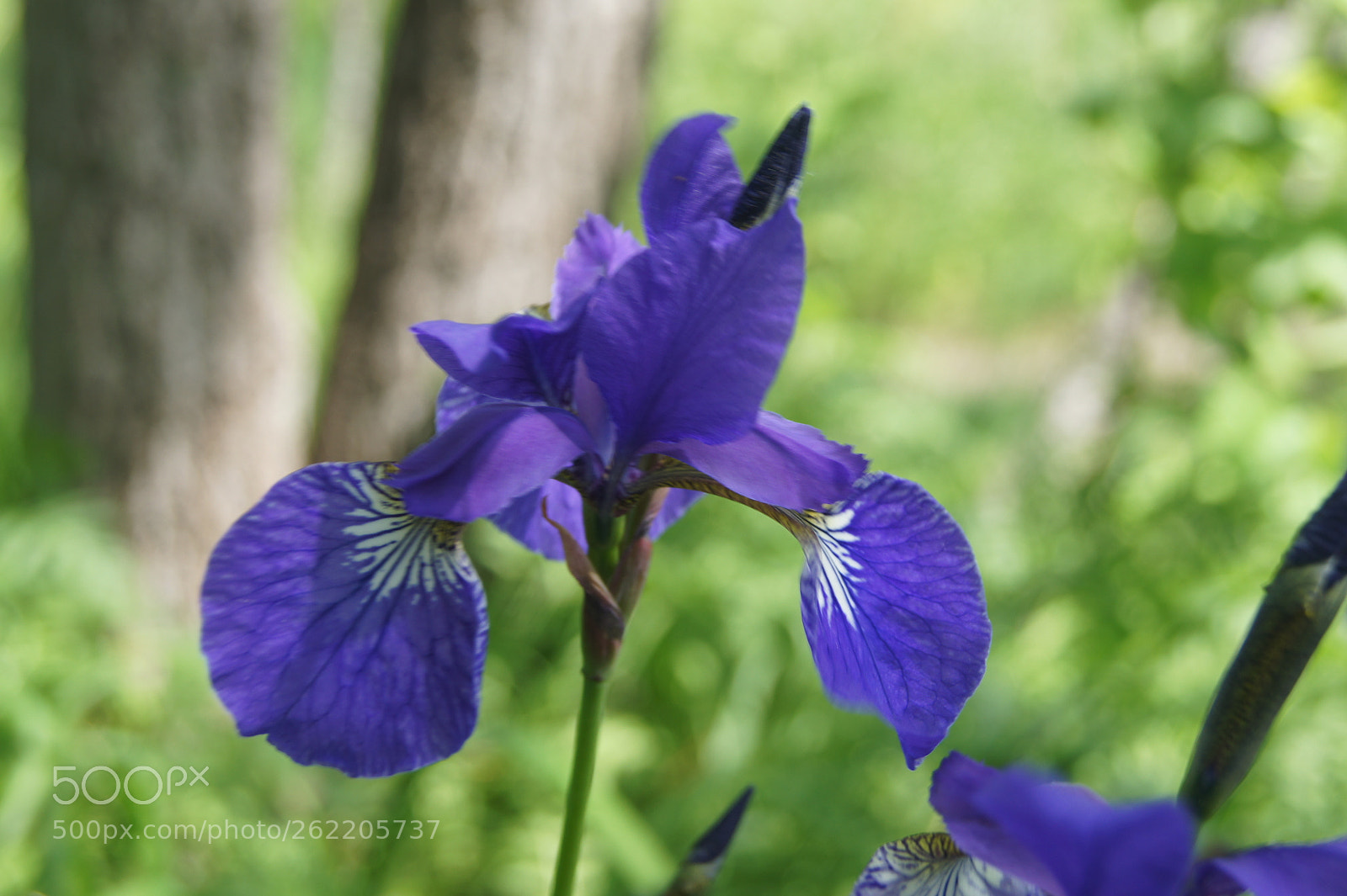 Sony SLT-A33 sample photo. Flowers s1 photography