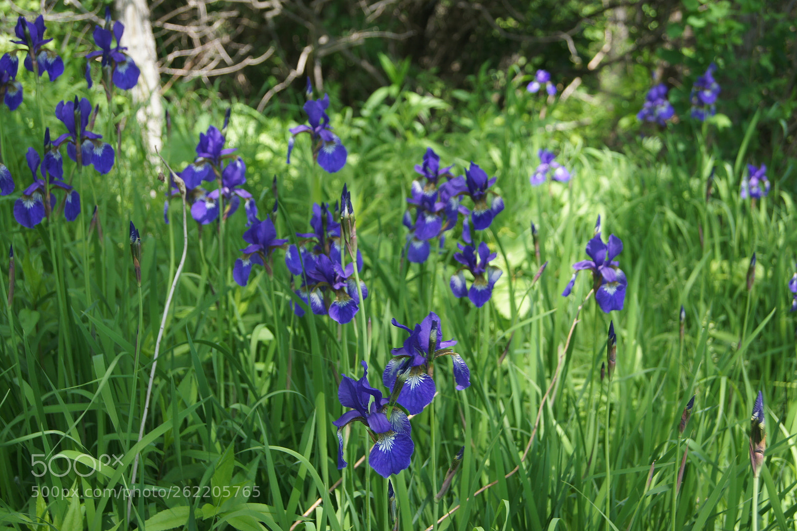 Sony SLT-A33 sample photo. Flowers s1.1 photography