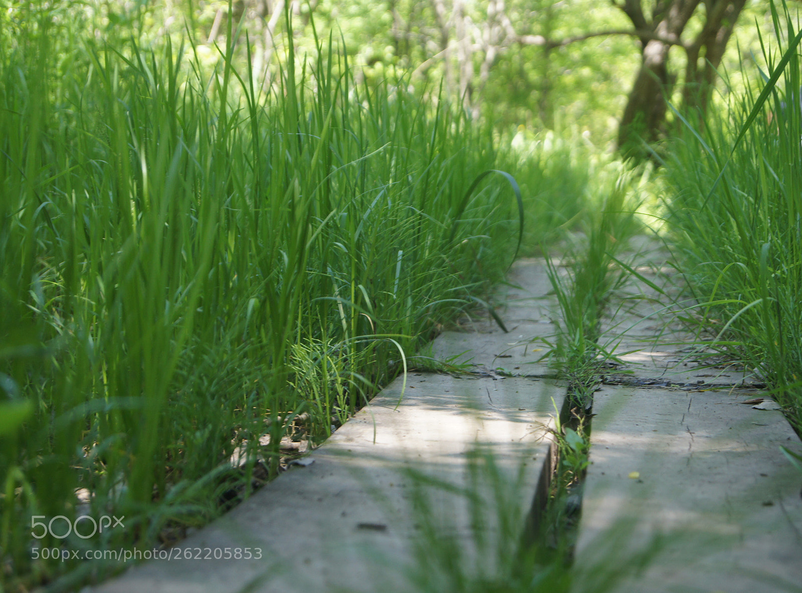 Sony SLT-A33 sample photo. Trail path photography