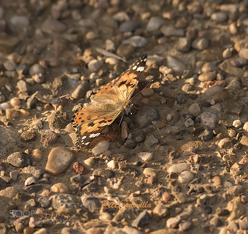 Nikon D750 sample photo. Mariposa photography