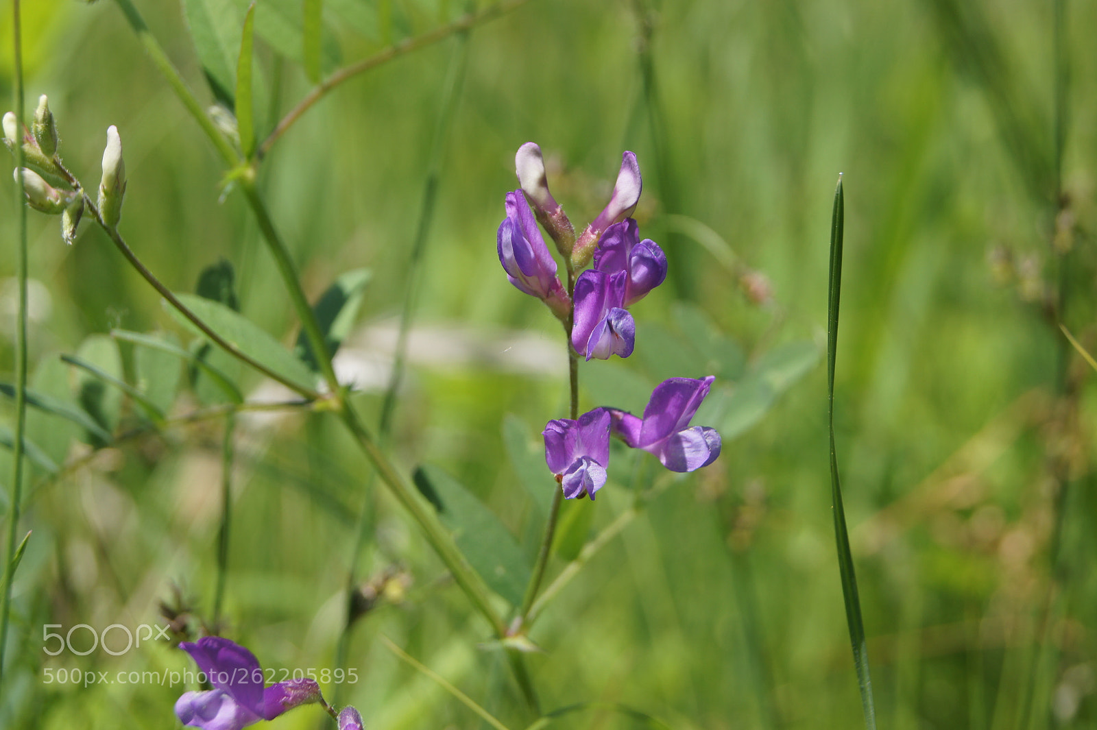 Sony SLT-A33 sample photo. Flowers s1.3 photography