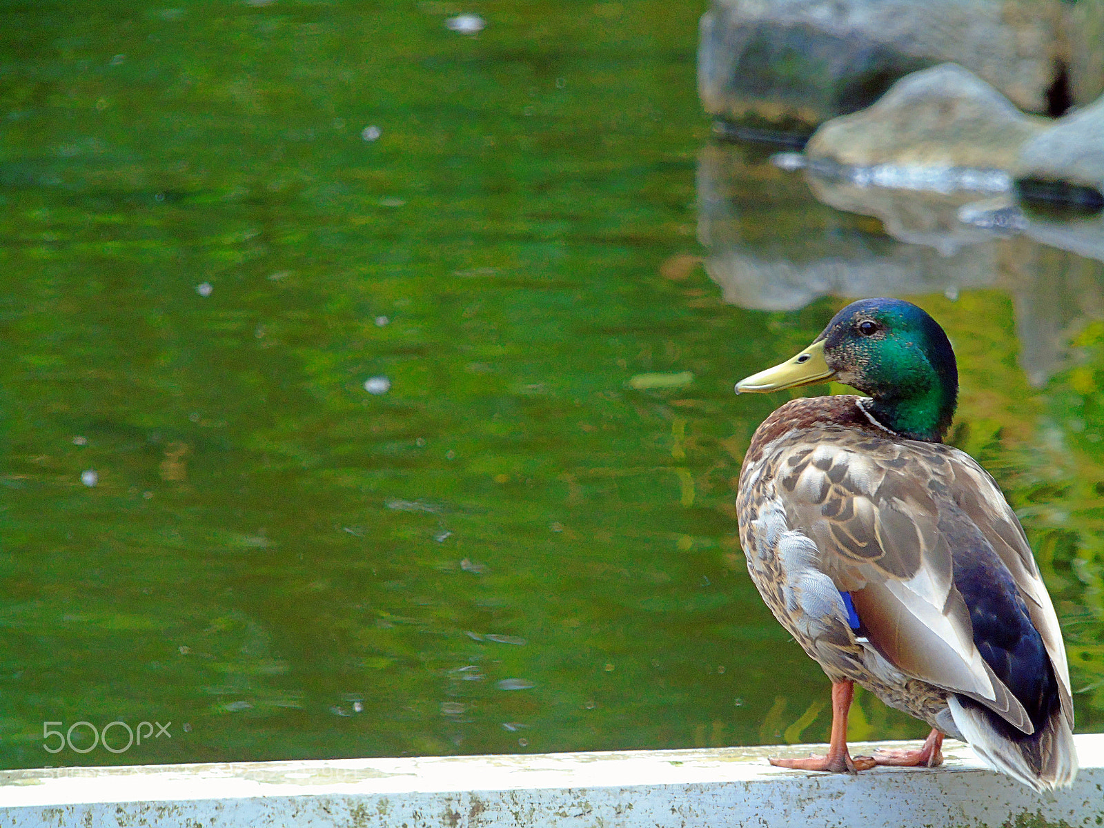 Sony Cyber-shot DSC-H400 sample photo. Duck photography