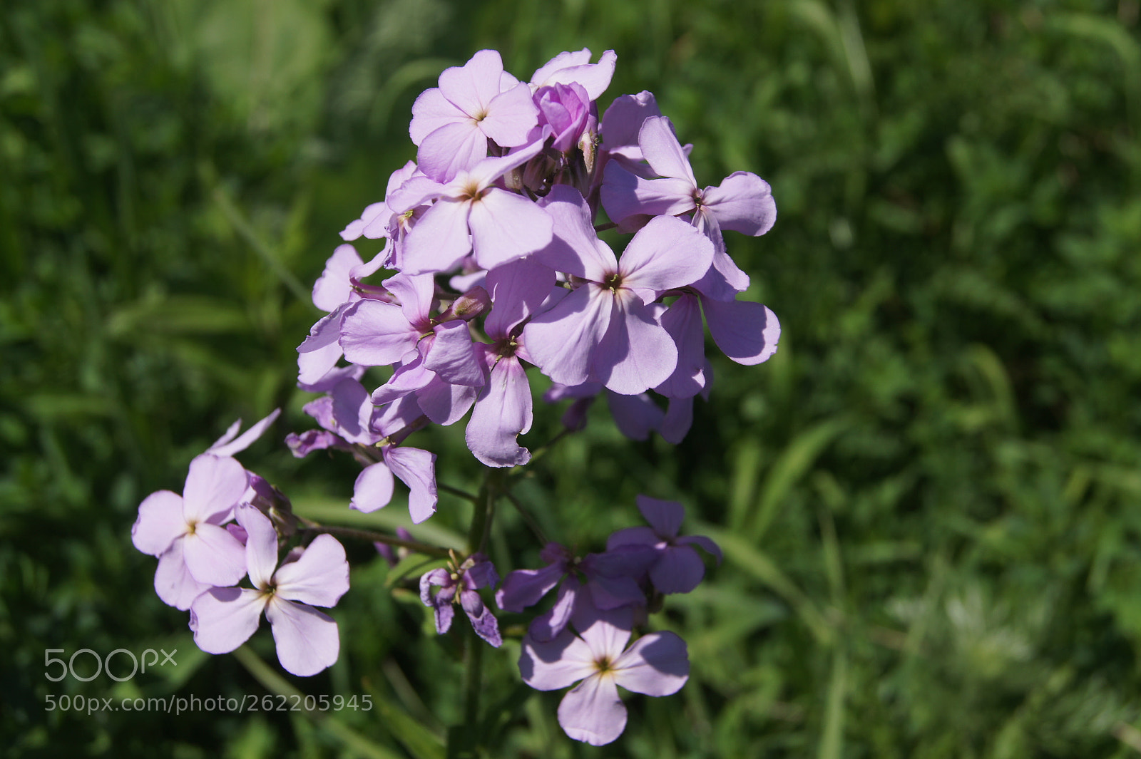 Sony SLT-A33 sample photo. Flowers s1.4 photography