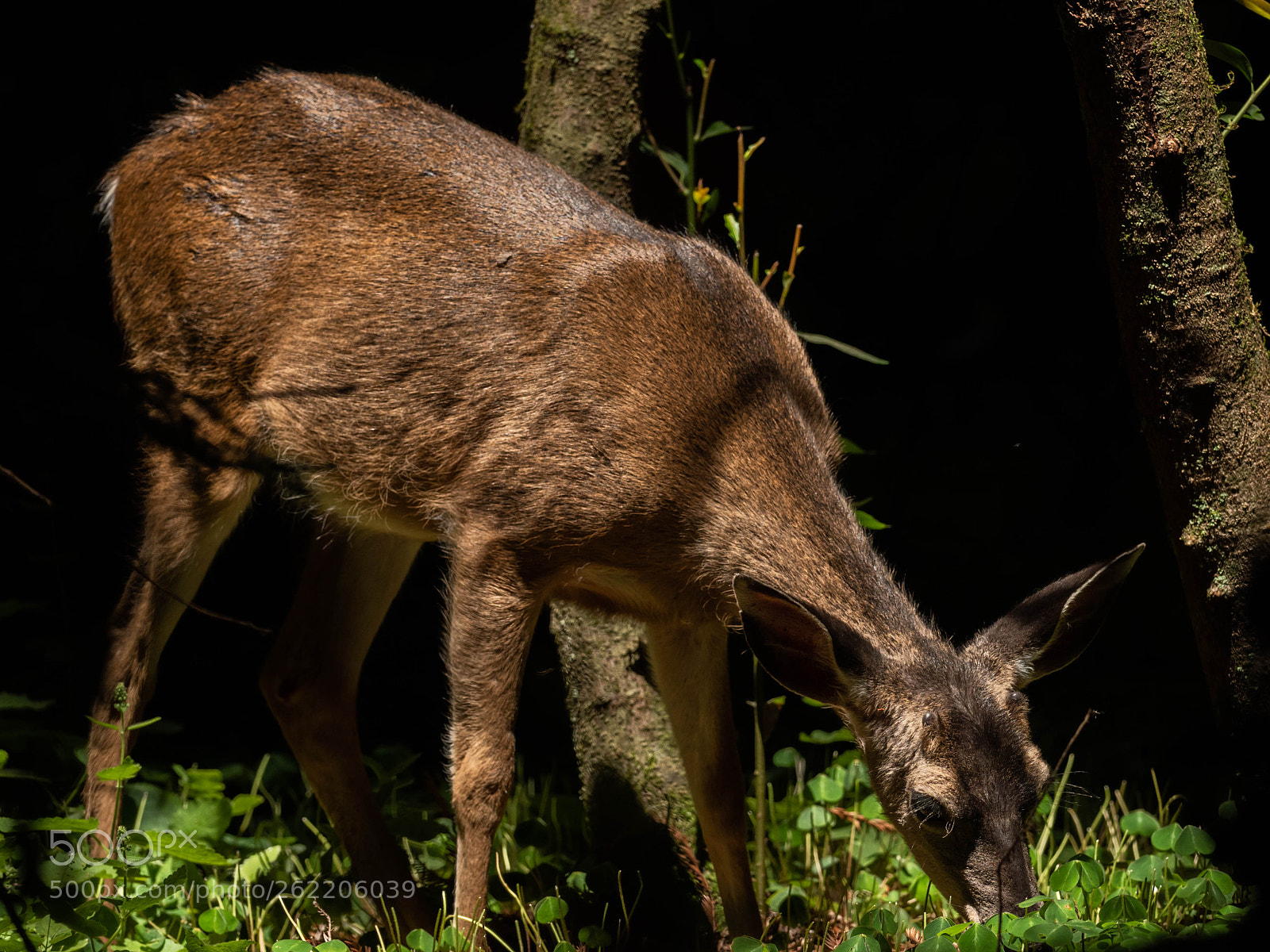 Olympus OM-D E-M1 Mark II sample photo. Oh deer photography