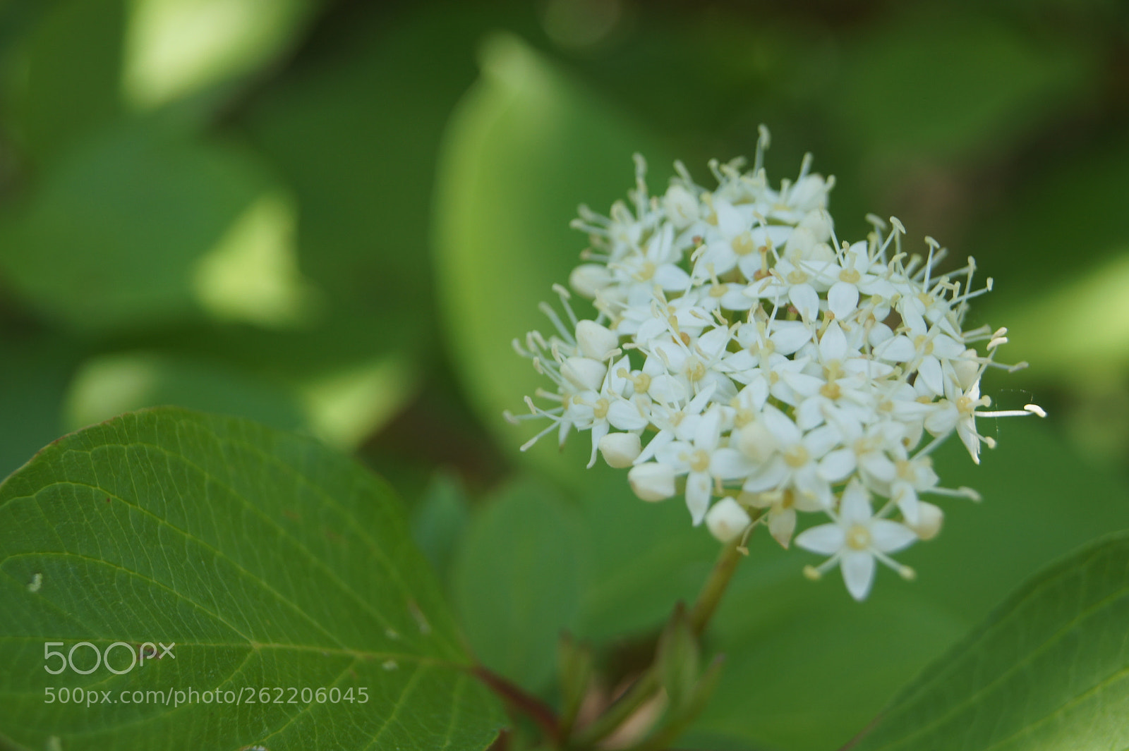 Sony SLT-A33 sample photo. Flowers s1.5 photography