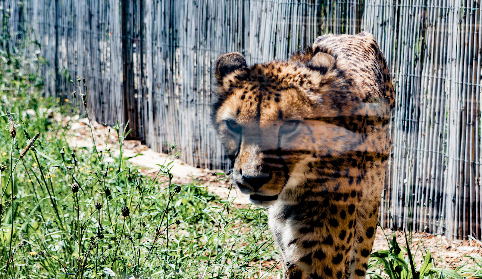 Canon EOS 80D sample photo. Leopard posing for a photography