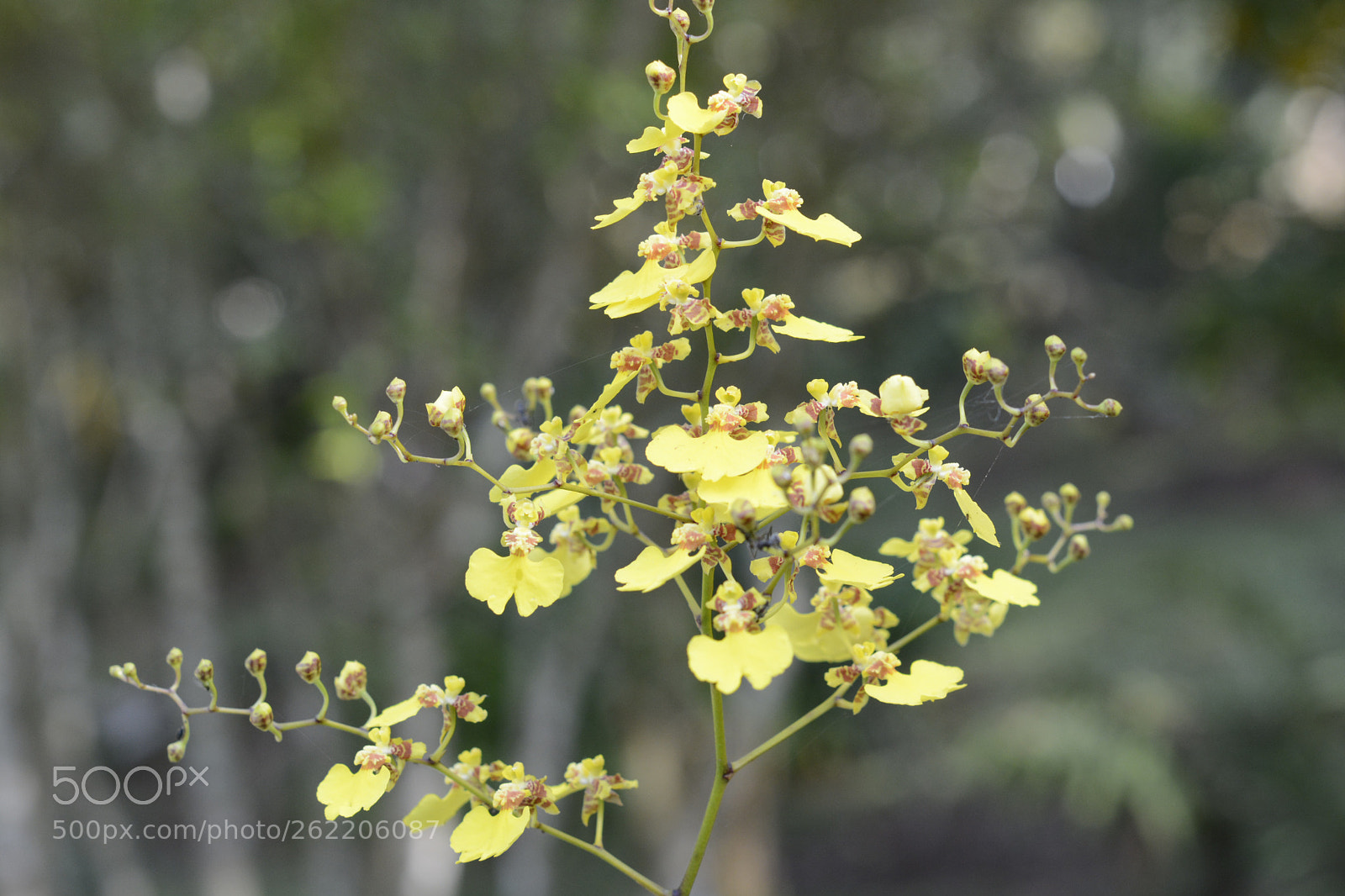 Nikon D7100 sample photo. Untitled photography