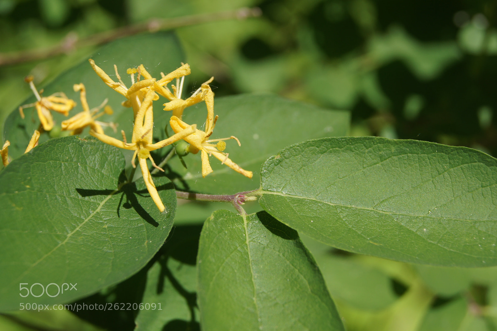 Sony SLT-A33 sample photo. Flowers s1,6 photography