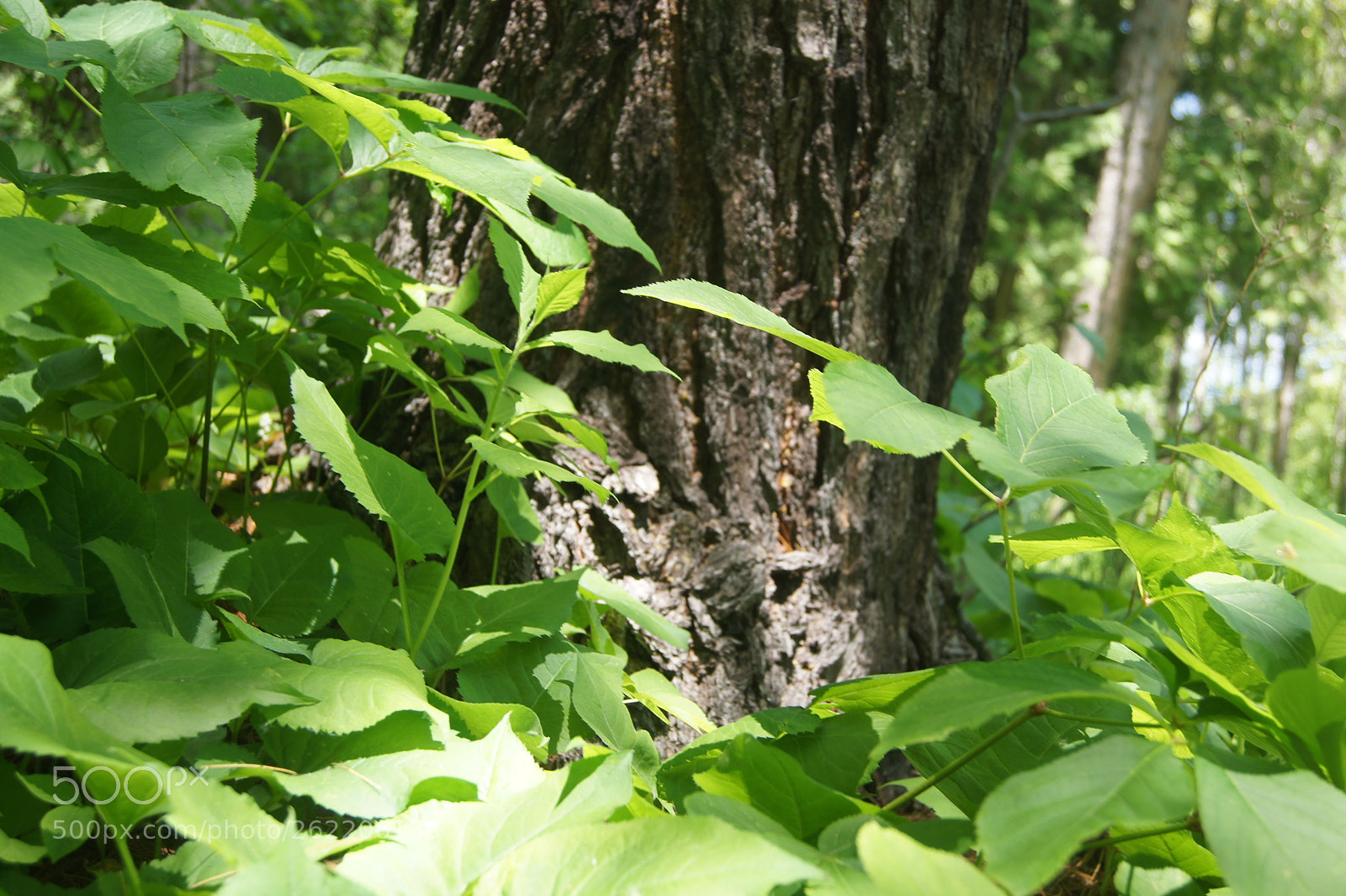 Sony SLT-A33 sample photo. Forest floor photography