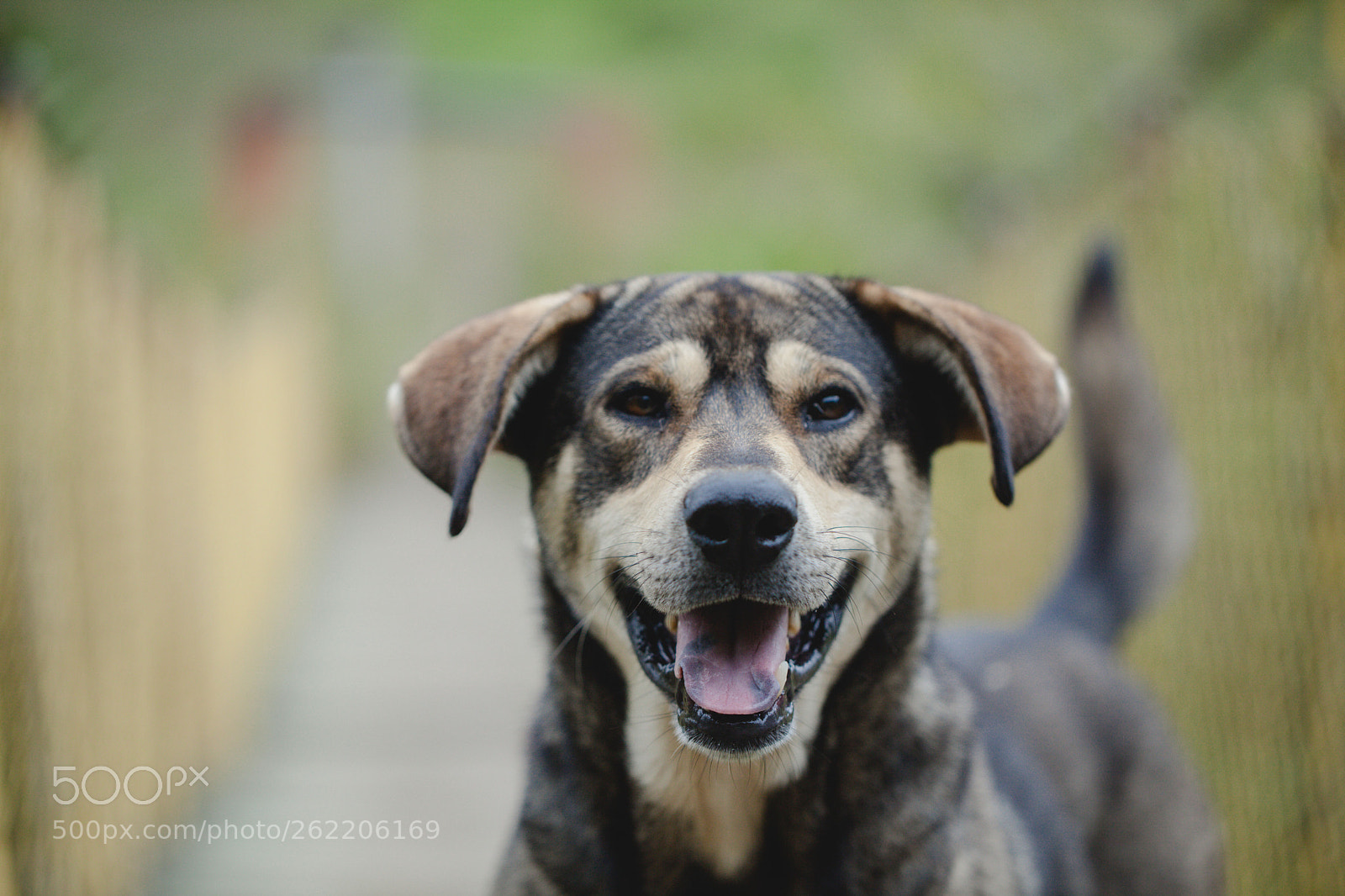 Canon EOS 5D Mark II sample photo. Smiley dog photography