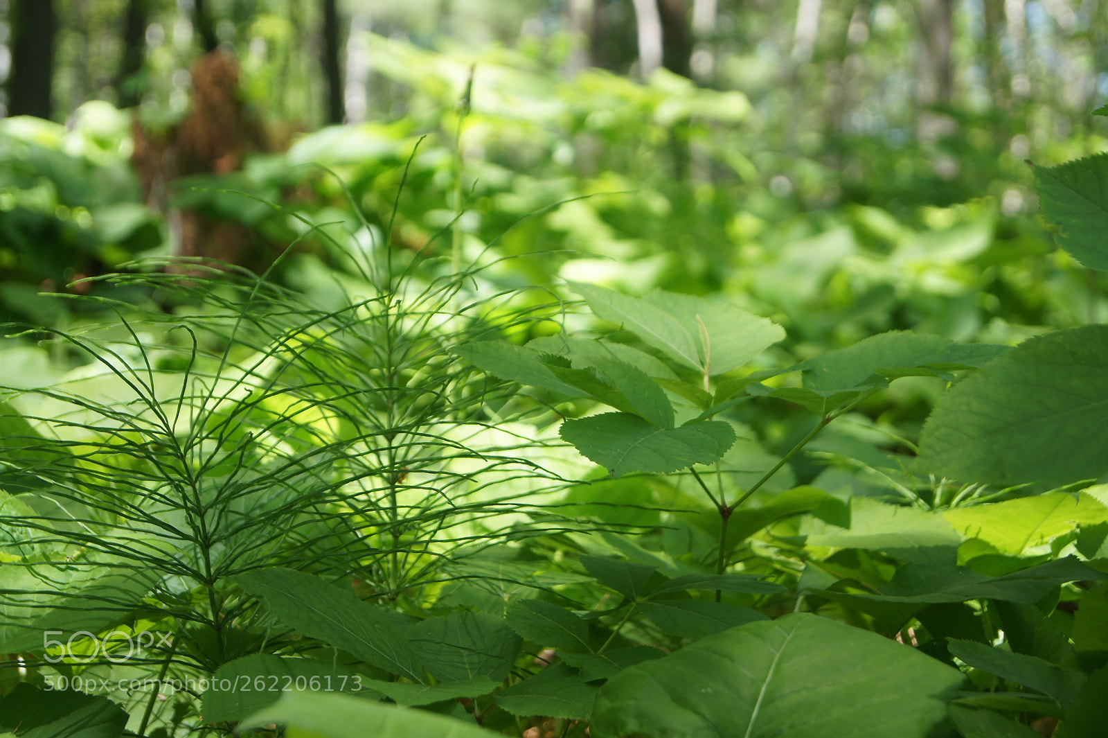 Sony SLT-A33 sample photo. New life photography