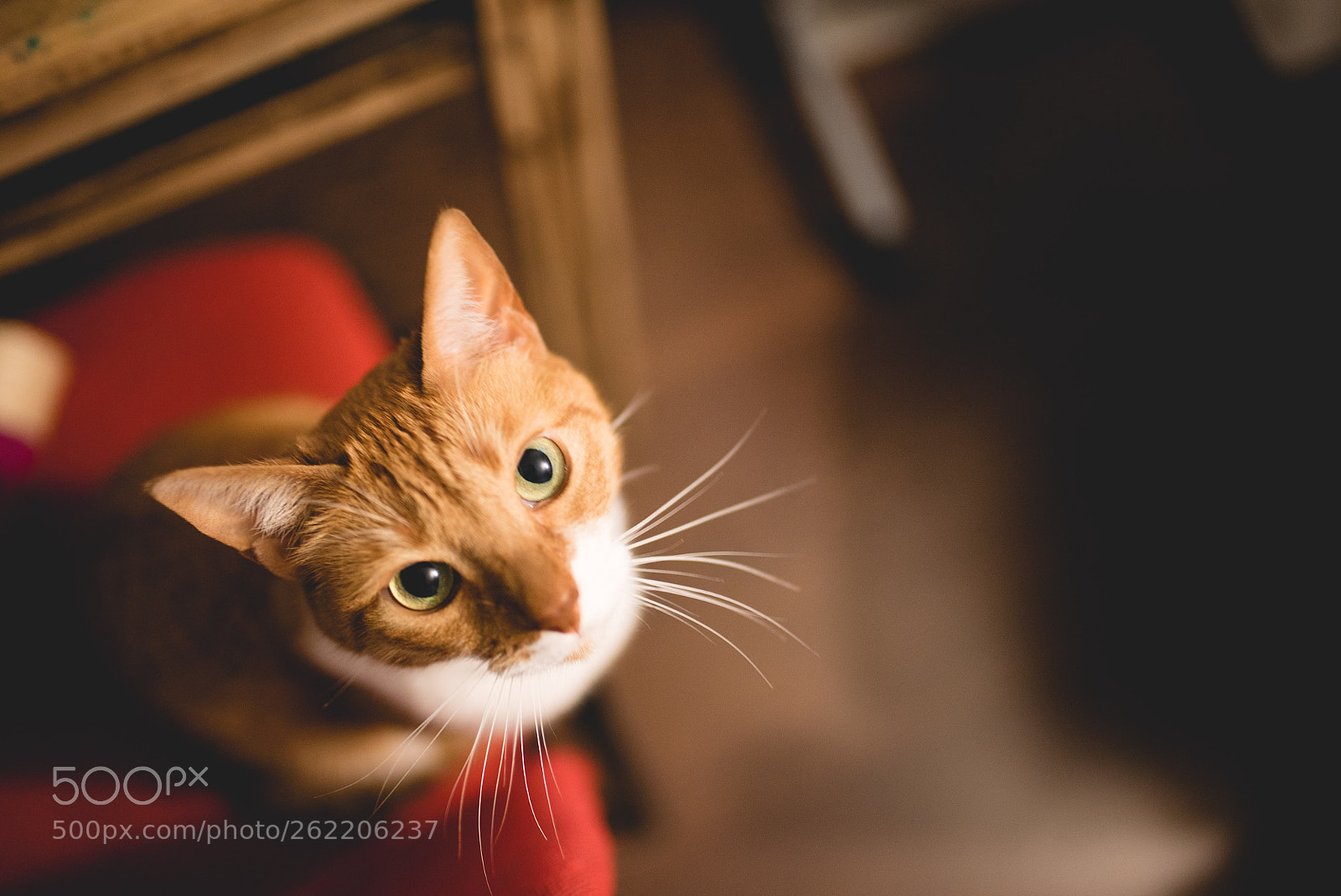 Sony a7S II sample photo. Melgar, the looking cat. photography