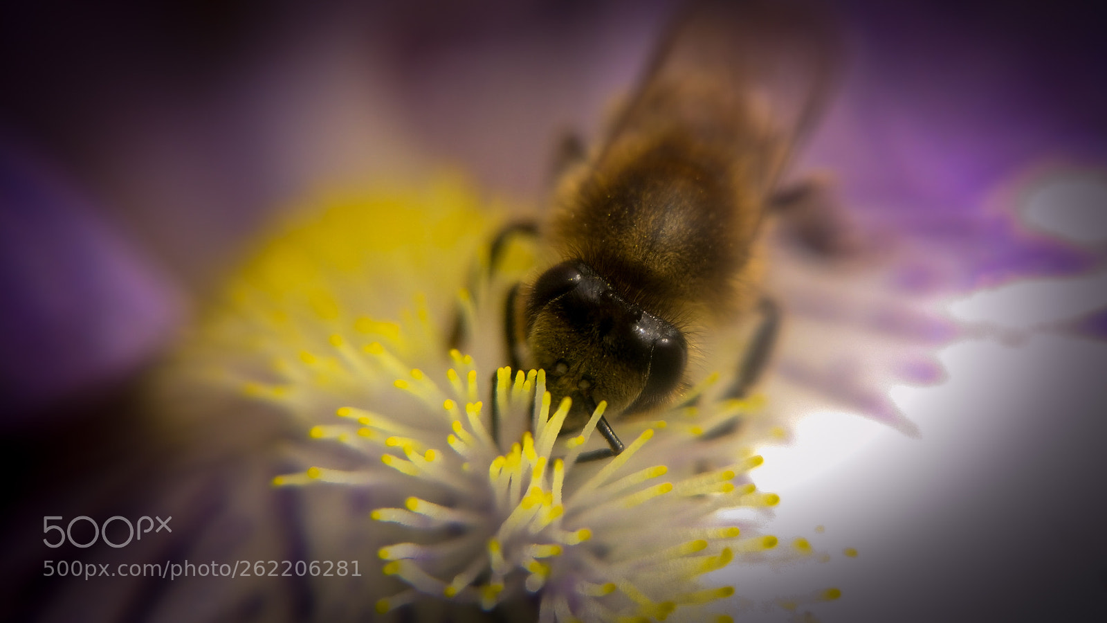 Xiaomi MI 5 sample photo. Honeybee photography