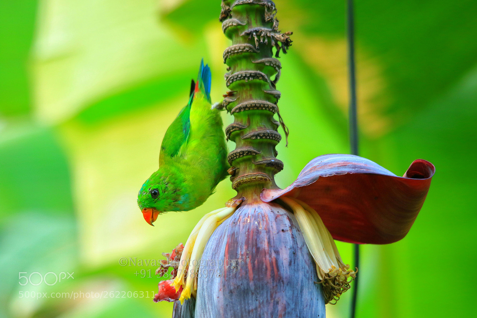 Canon EOS 7D Mark II sample photo. Parrot photography
