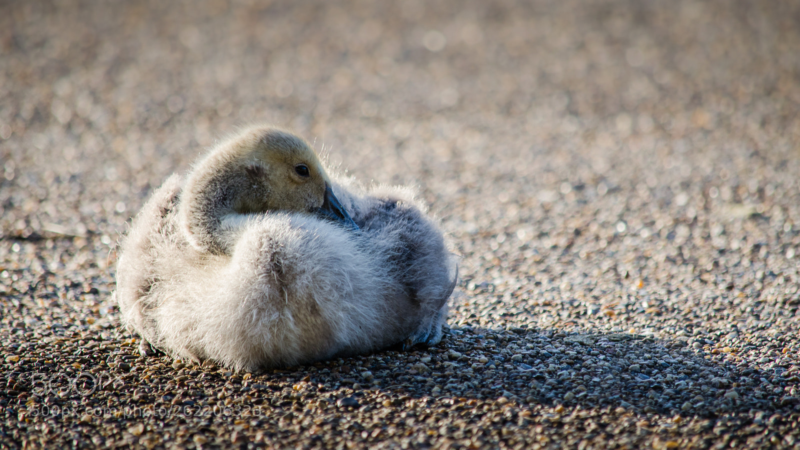 Nikon D5100 sample photo. Gosling photography