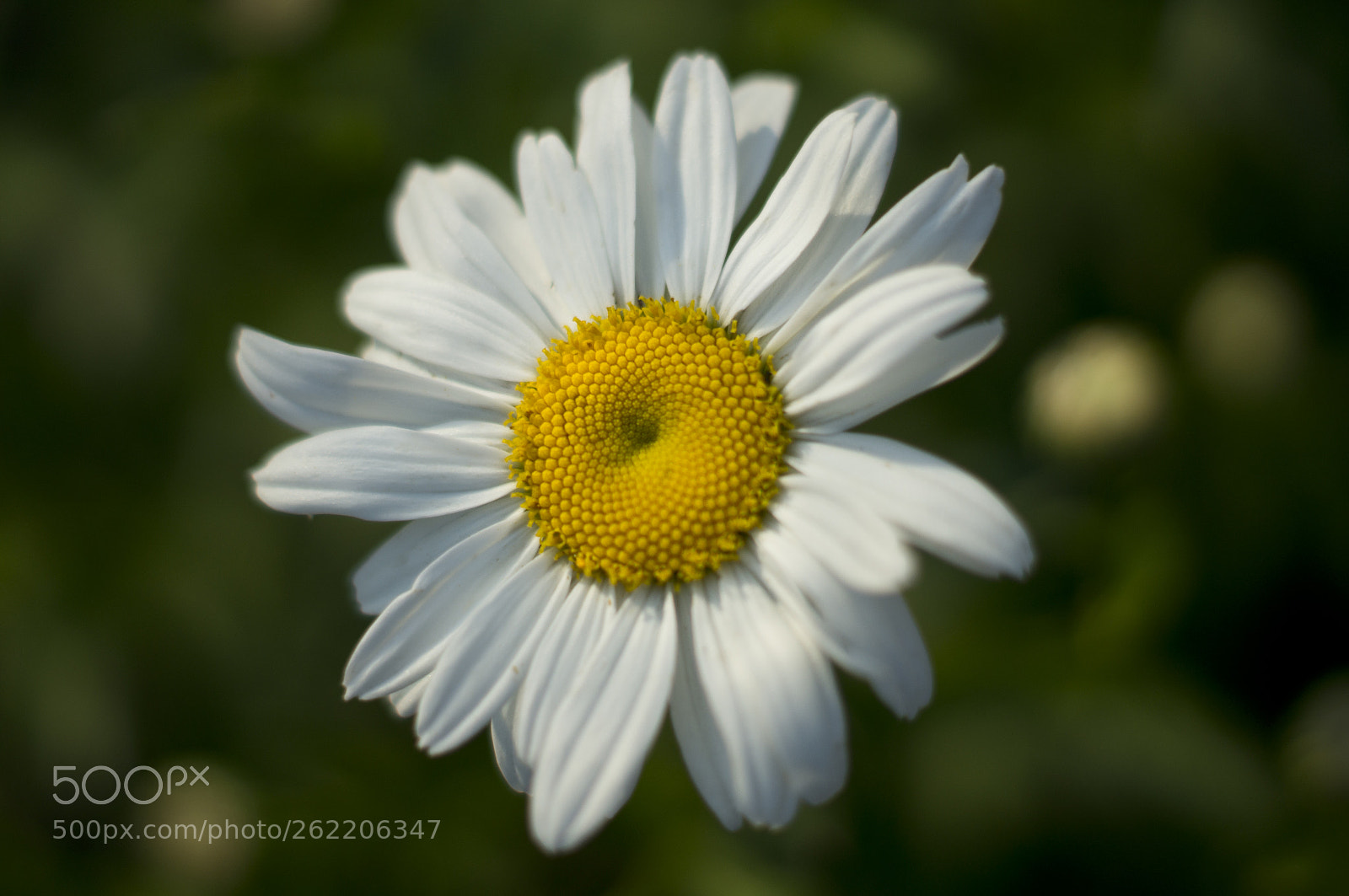 Sony SLT-A57 sample photo. Flower photography