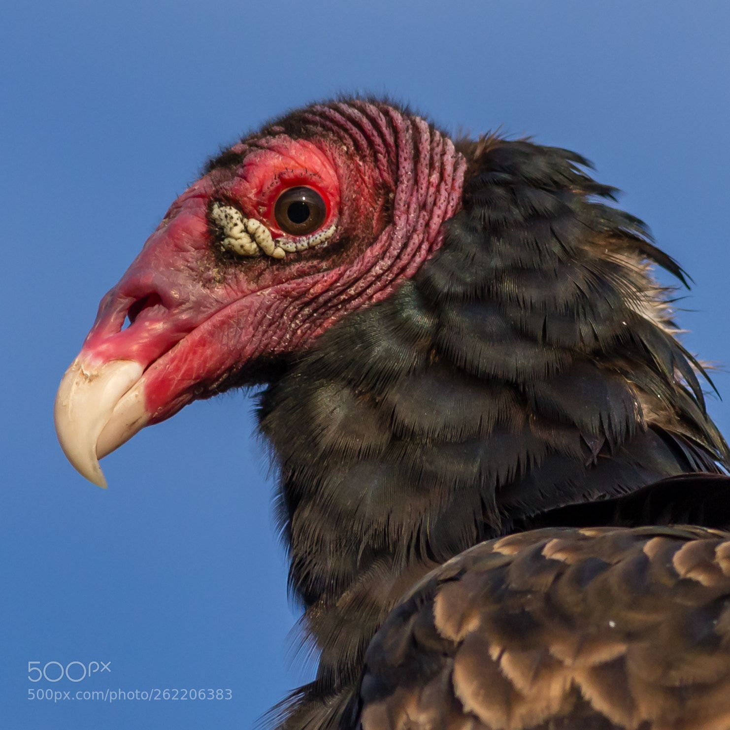 Canon EOS 6D sample photo. Turkey vulture photography
